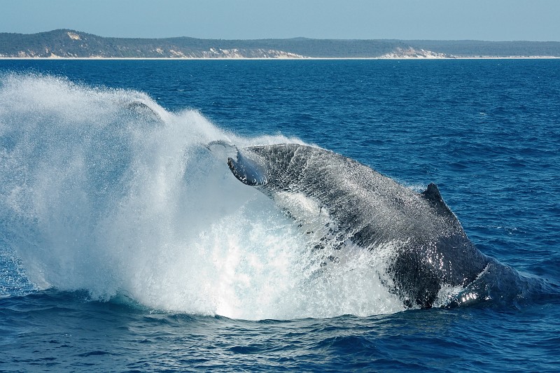 2009-11-06 22-04-28_4.jpg - Buckelwal